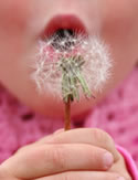 Lips Dandelion