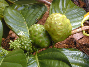 morinda-citrifolia-noni-800px-36440.1428431713.300.300.jpg morinda-citrifolia-noni-800px-36440.1428431713.300.300.jpg